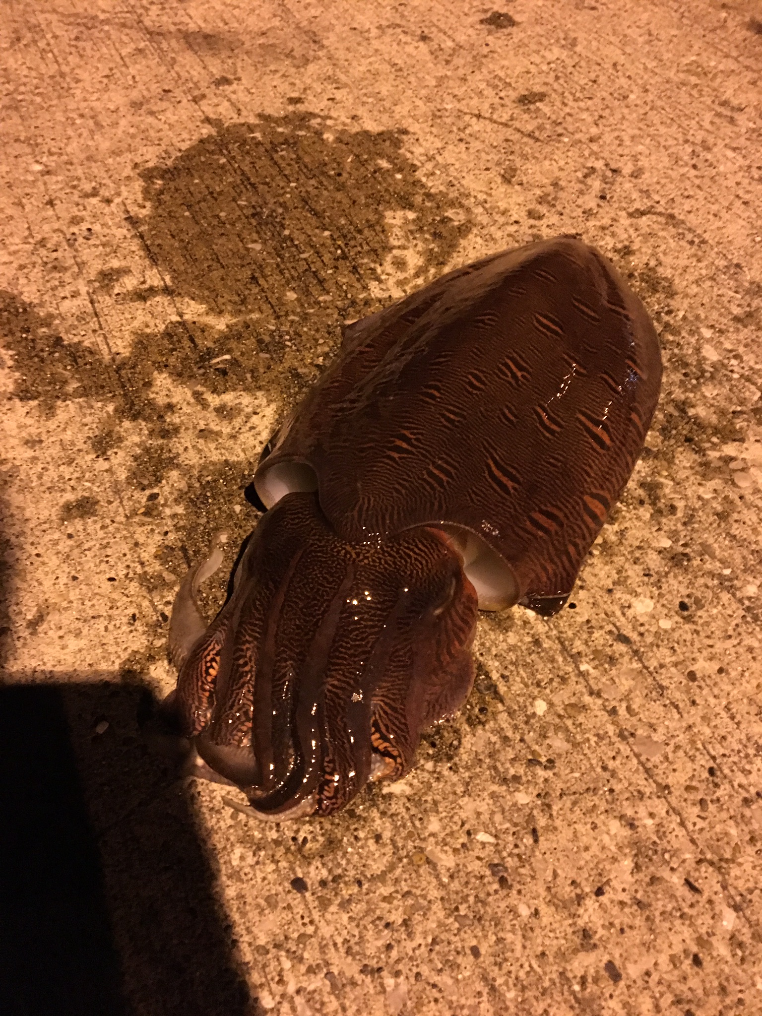 一番釣れる イカ釣り法 In 久里浜港 にくの釣りブログ