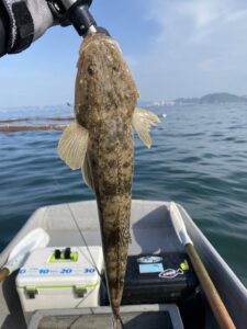 マゴチ