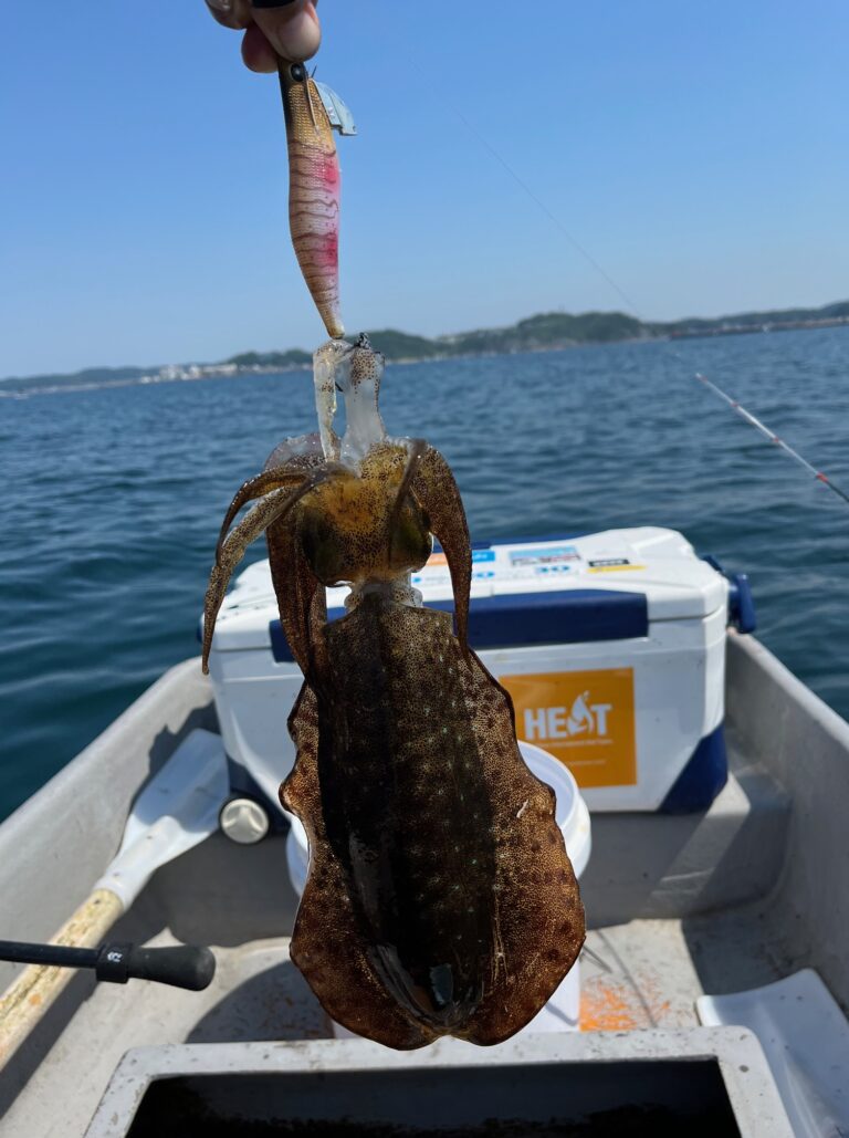 アオリイカ