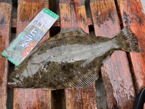 泳がせ釣りで釣れたヒラメ