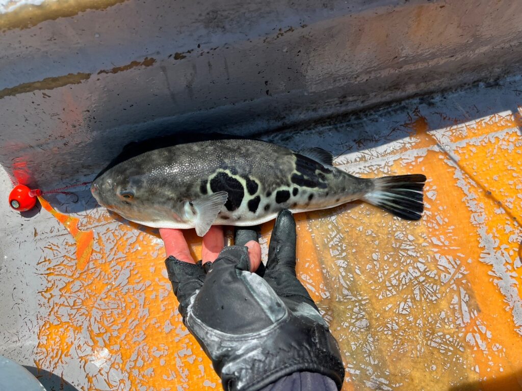 森戸海岸のタイラバで釣れたトラフグ