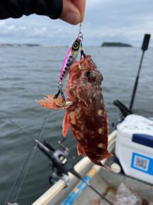 ジギングで釣れたカサゴ