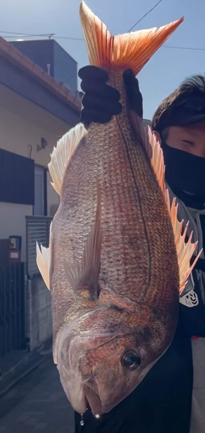 大きな真鯛
