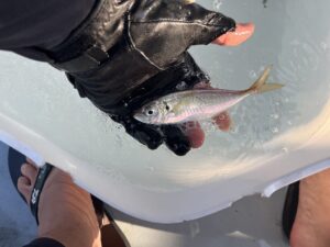 釣れたアジ